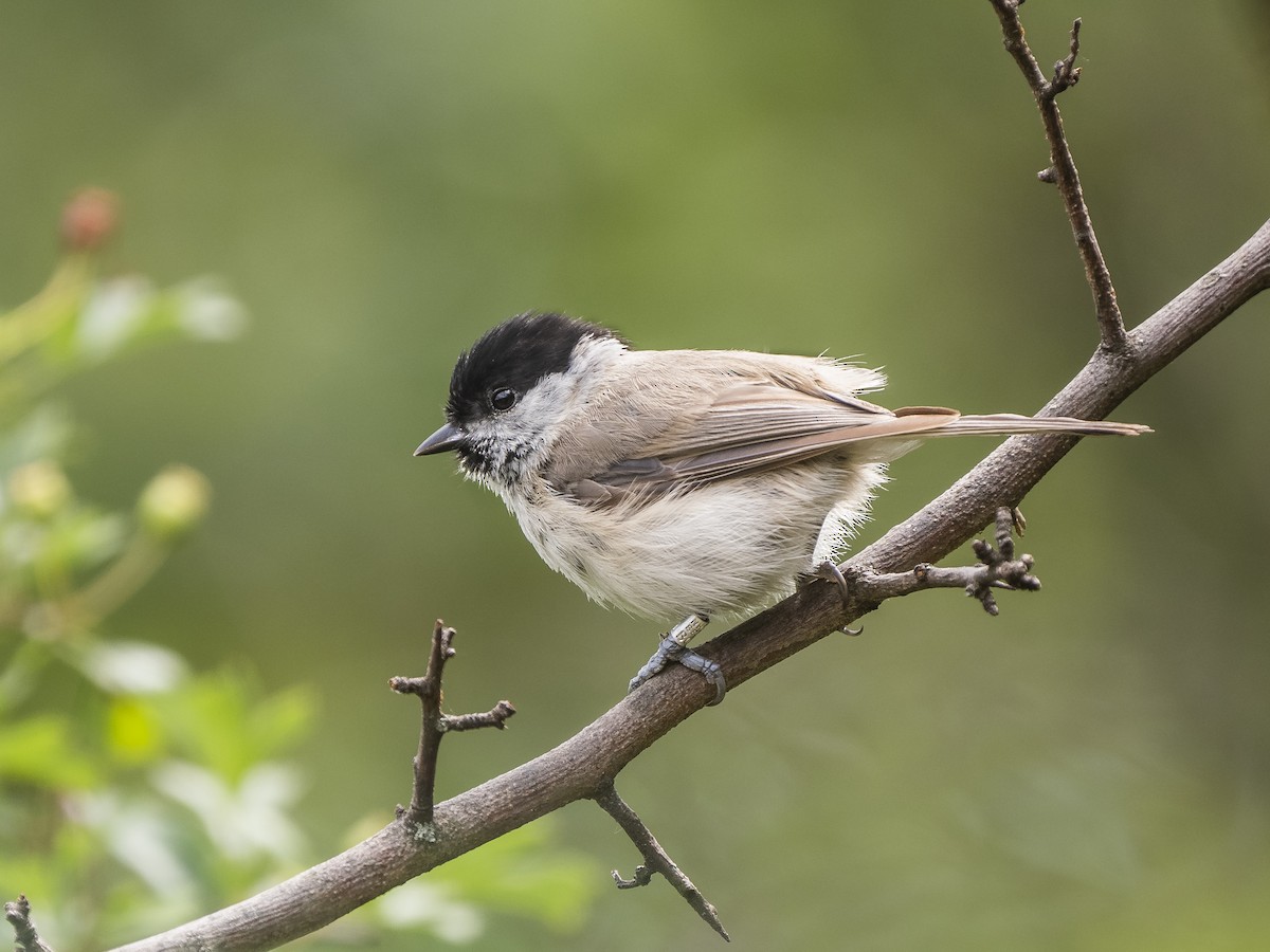 Marsh Tit - ML636485576