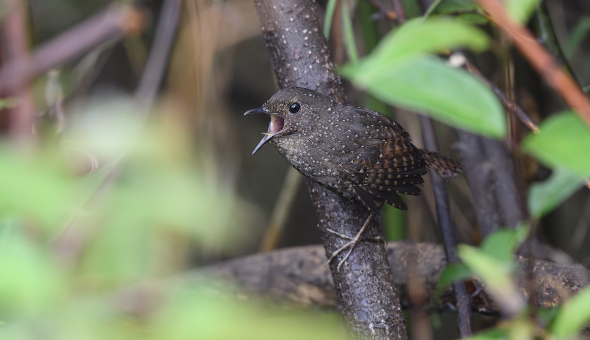 Spotted Elachura - ML636485595