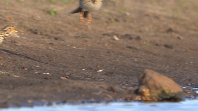 Corn Bunting - ML636485598