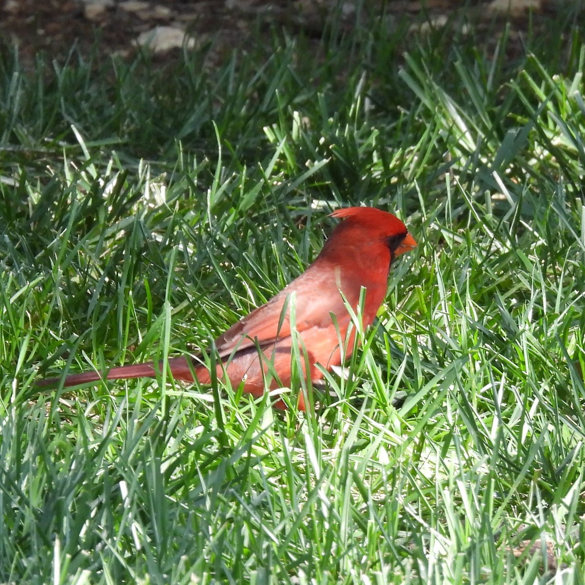 ショウジョウコウカンチョウ - ML636485642