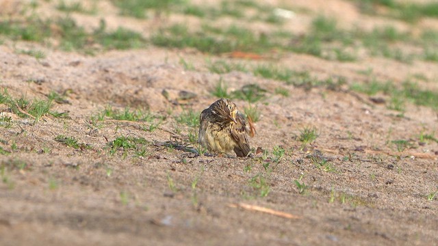 Corn Bunting - ML636485647