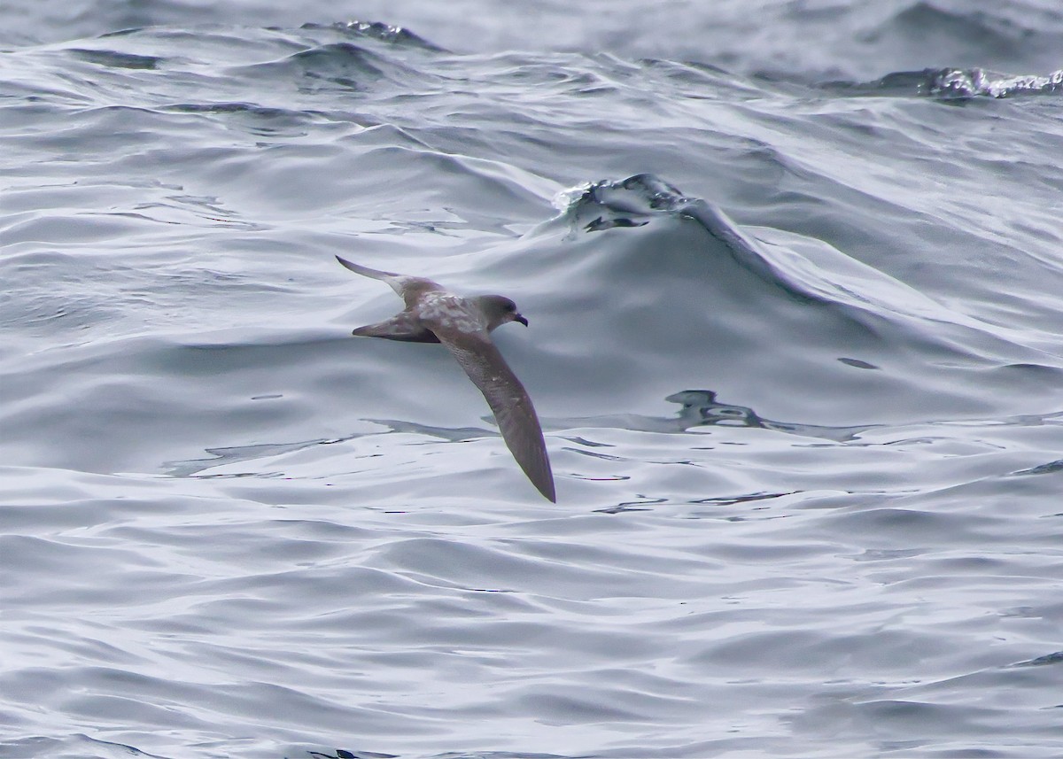 Murphy's Petrel - ML636485648