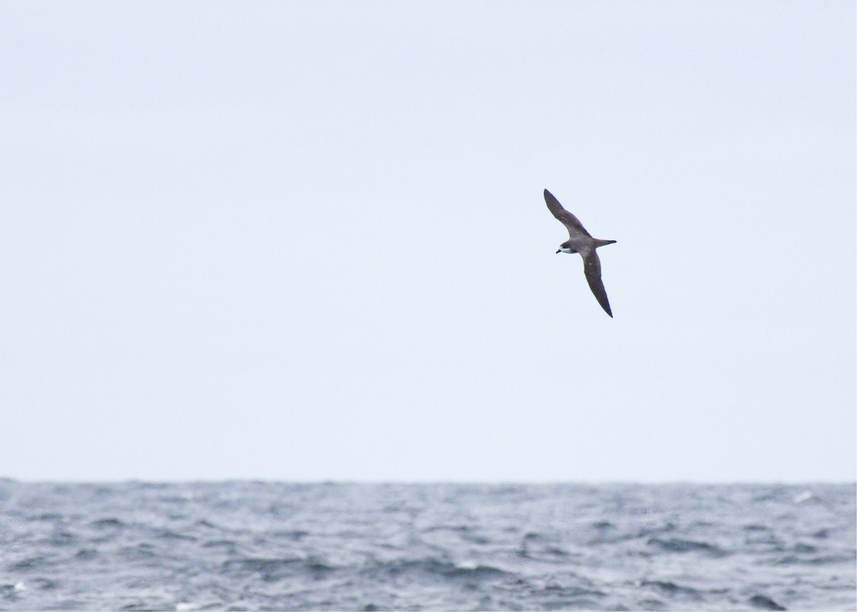 Hawaiian Petrel - ML636485677
