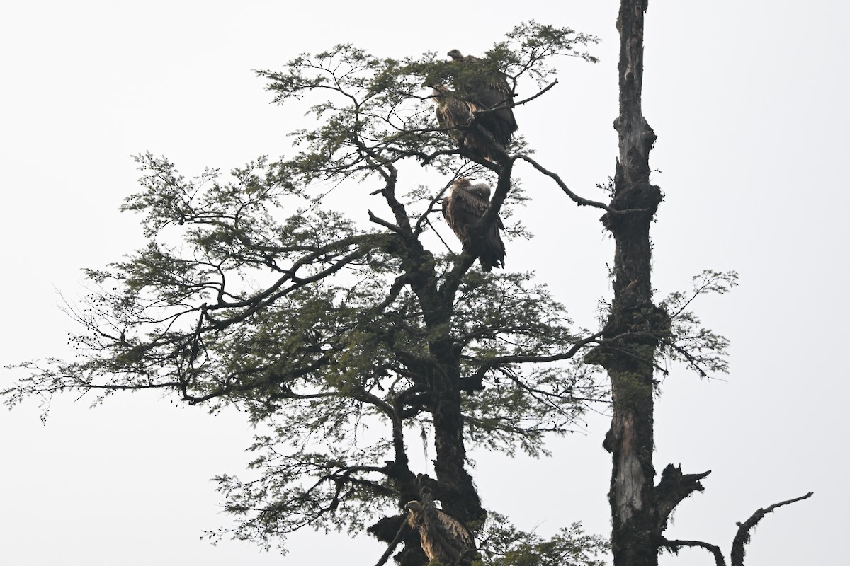 Himalayan Griffon - ML636485725