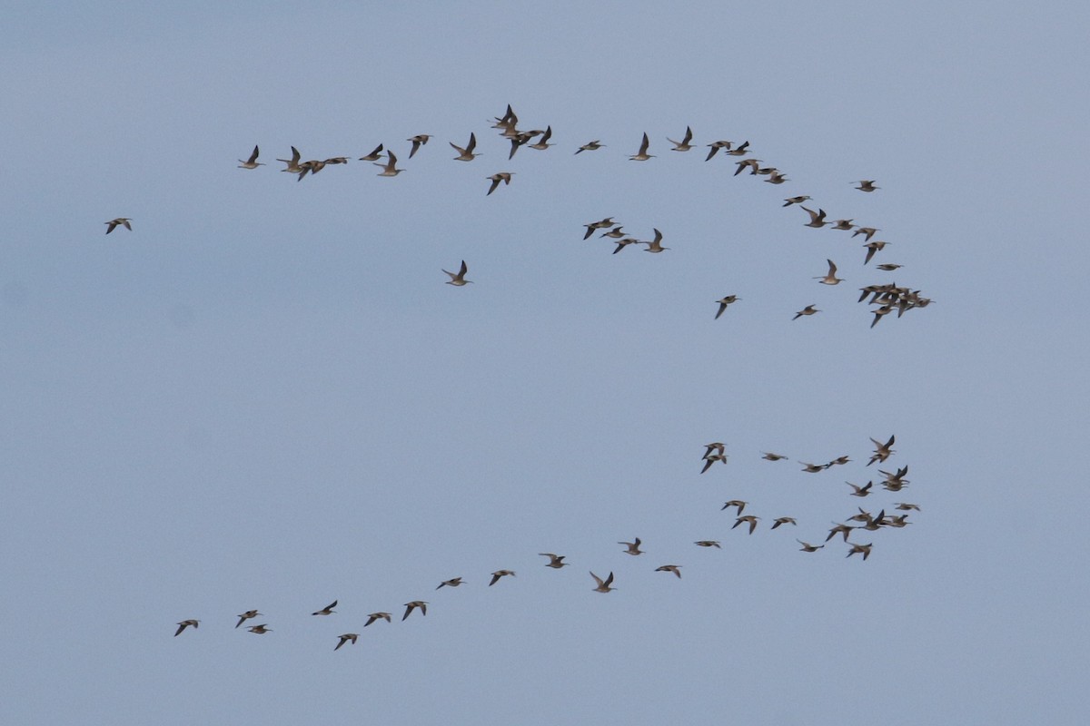 Whimbrel (Hudsonian) - ML636485794