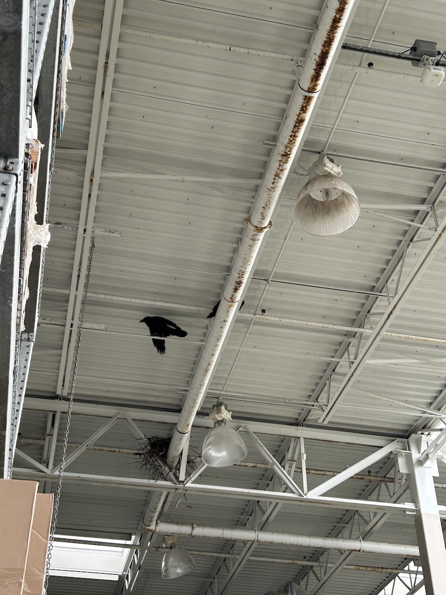 Common Raven - ML636485795