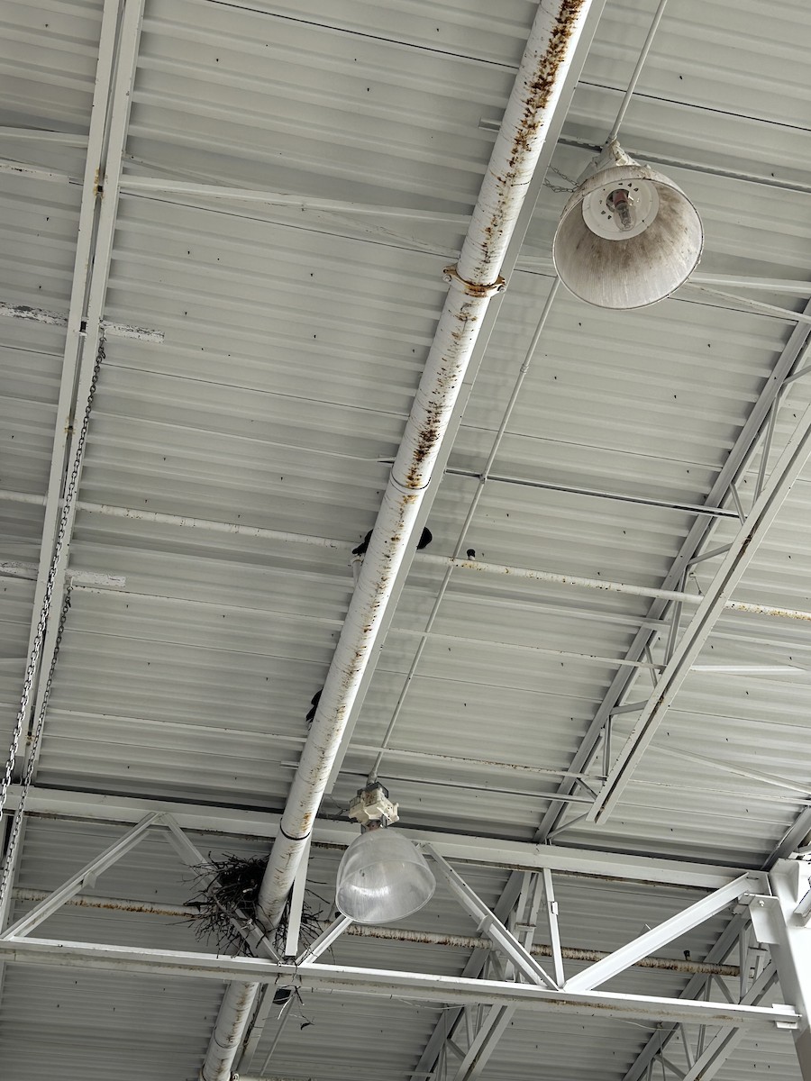 Common Raven - ML636485796