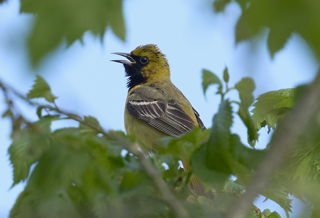 Orchard Oriole - ML636486001