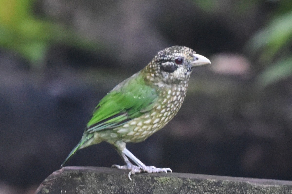 Spotted Catbird - ML636486018