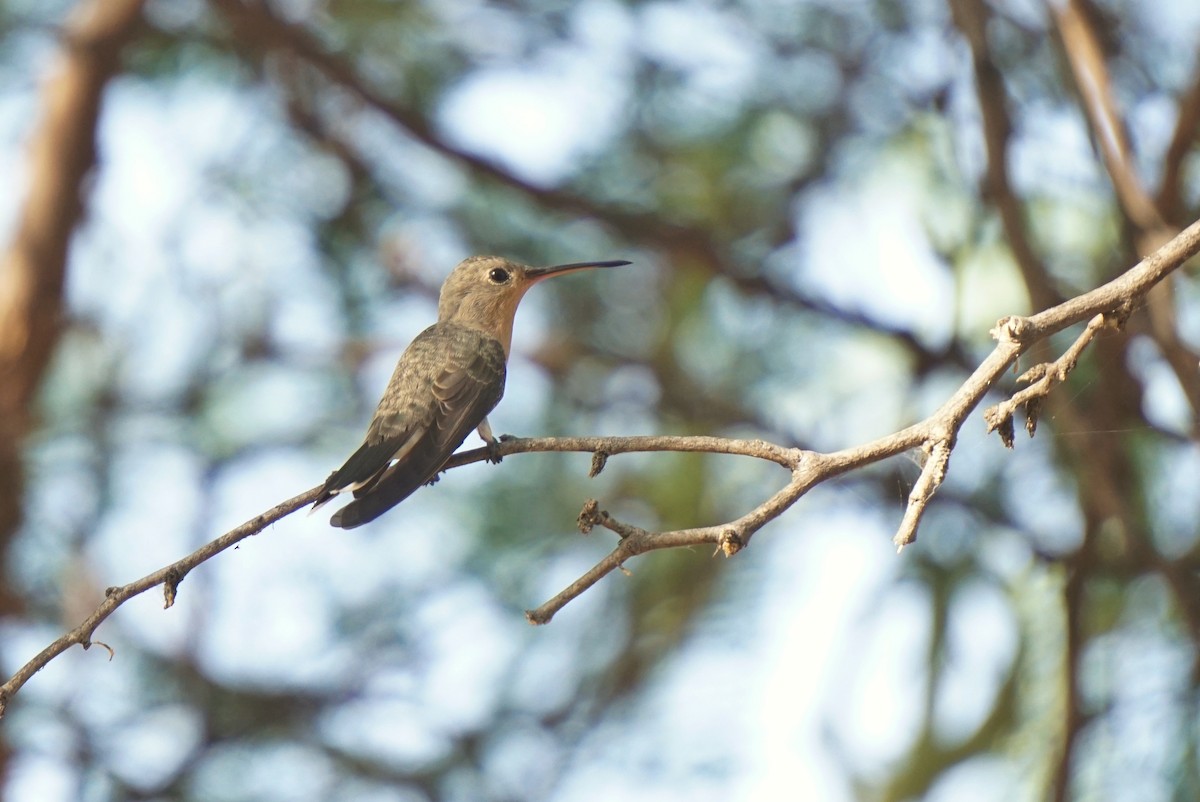 Buffy Hummingbird - ML636486073