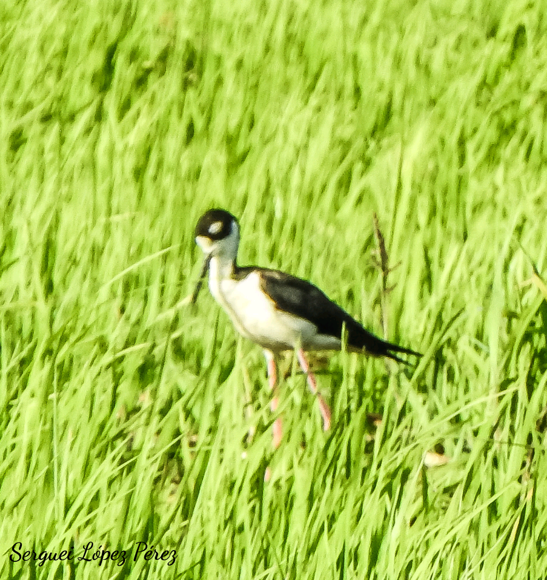 クロエリセイタカシギ - ML636486105