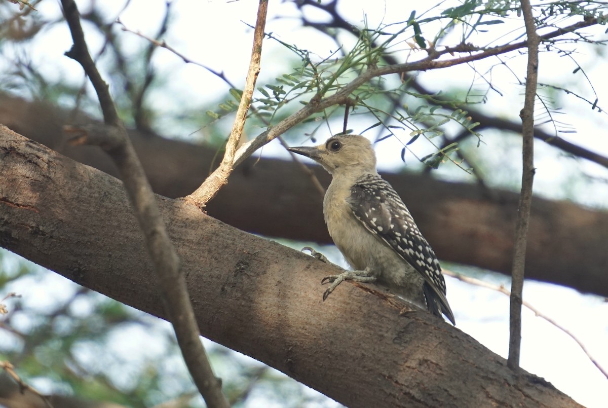 Red-crowned Woodpecker - ML636486118