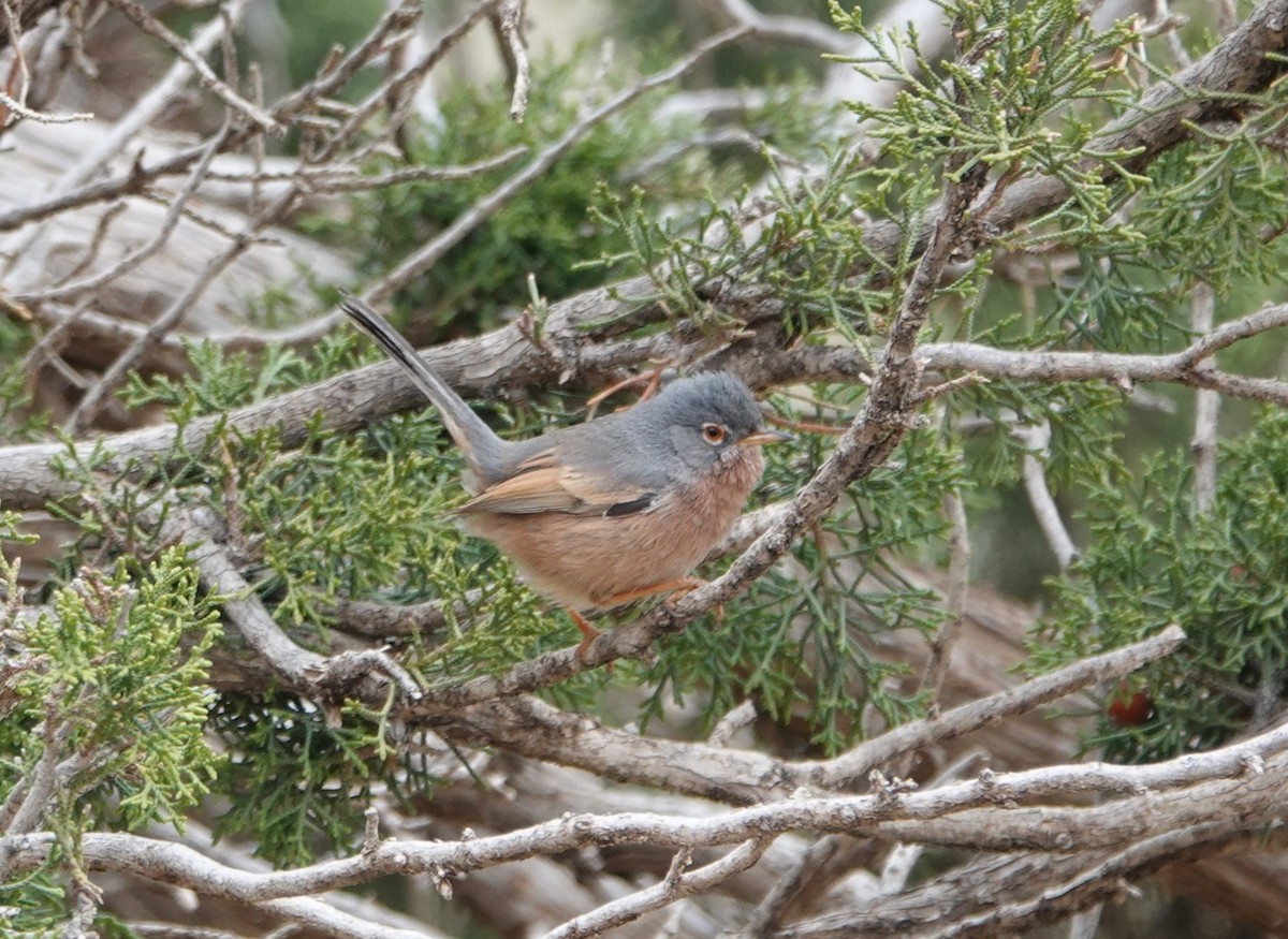 Tristram's Warbler - ML636486126