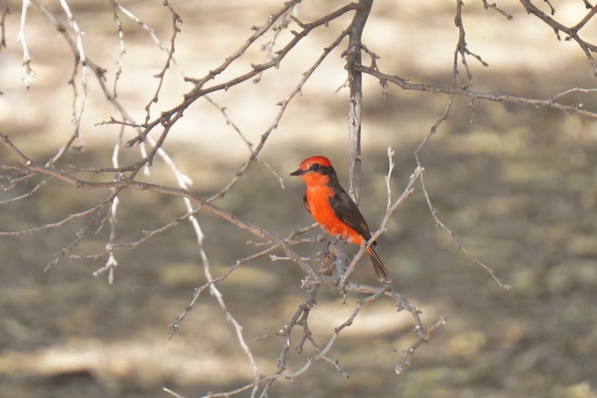 Vermilion Flycatcher - ML636486130