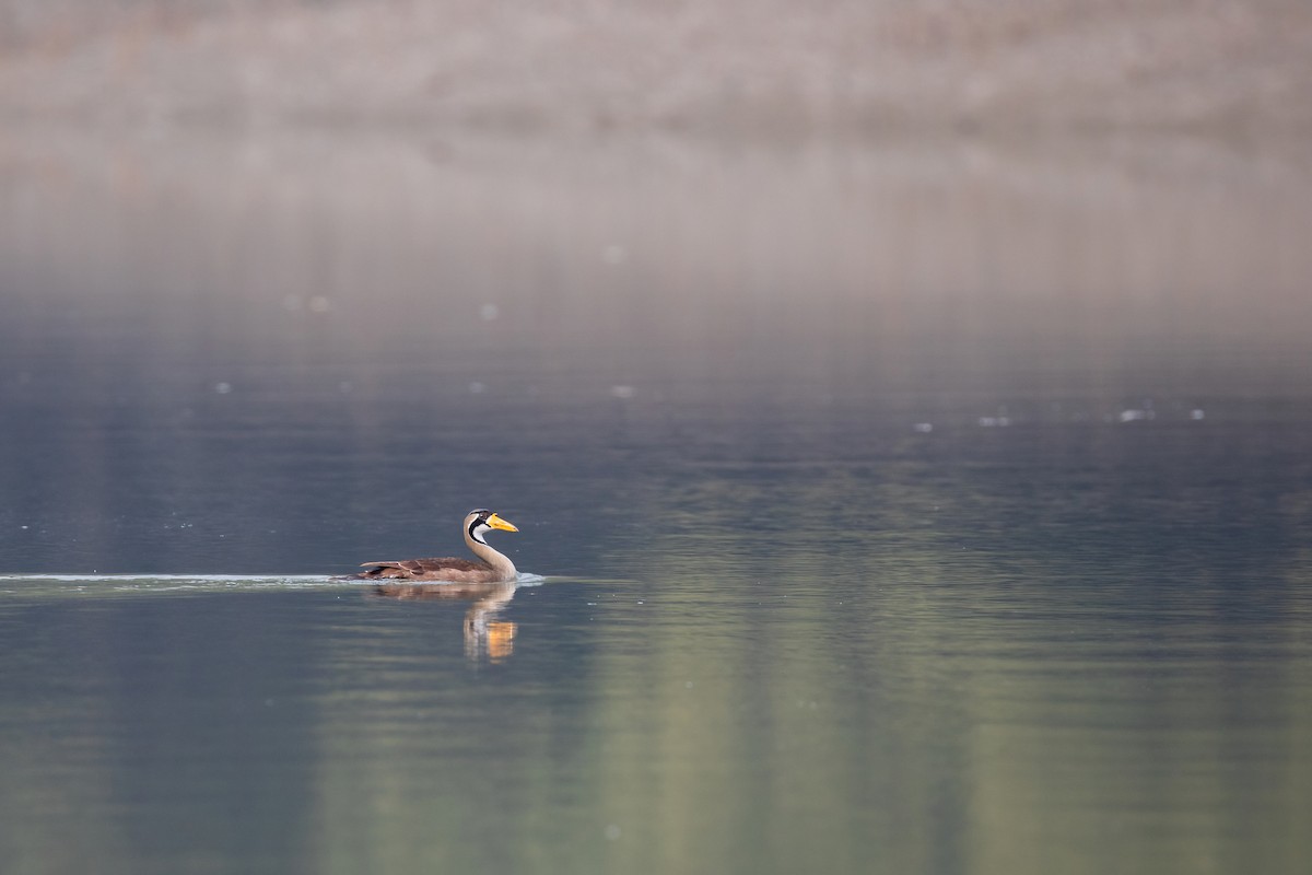 Masked Finfoot - ML636486139