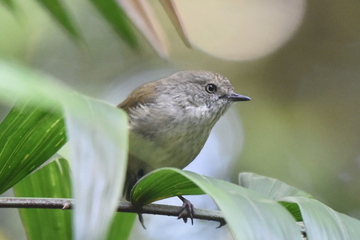 Mountain Thornbill - ML636486143