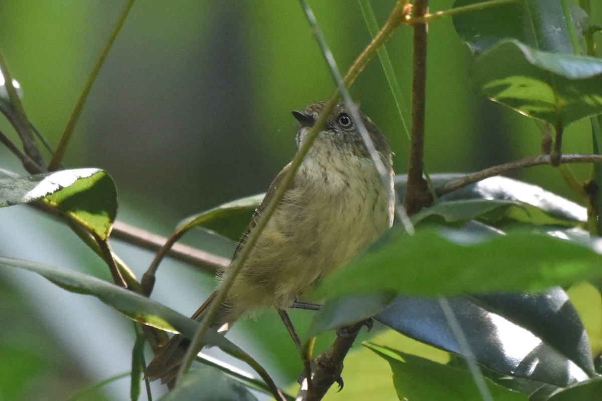 Mountain Thornbill - ML636486144