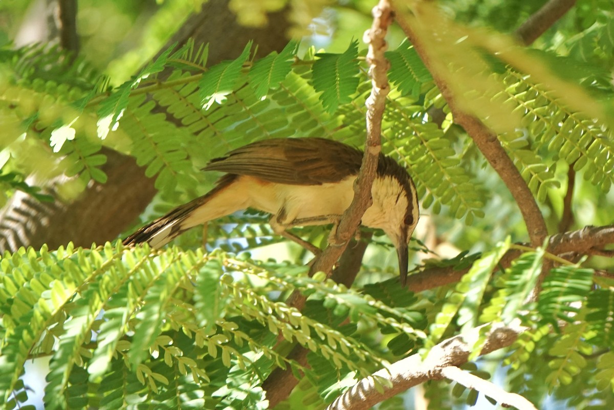 Bicolored Wren - ML636486174