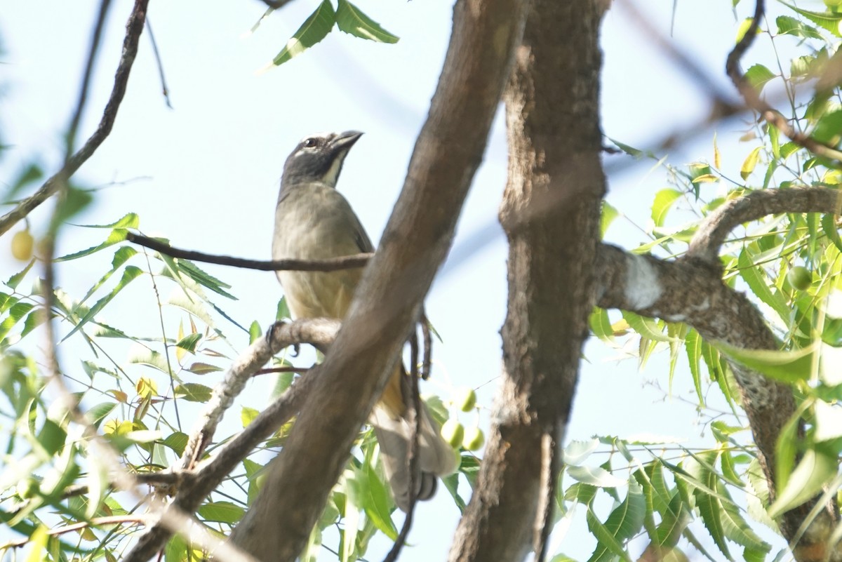 Olive-gray Saltator - ML636486198