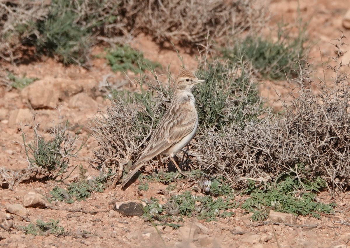 Greater Short-toed Lark - ML636486237