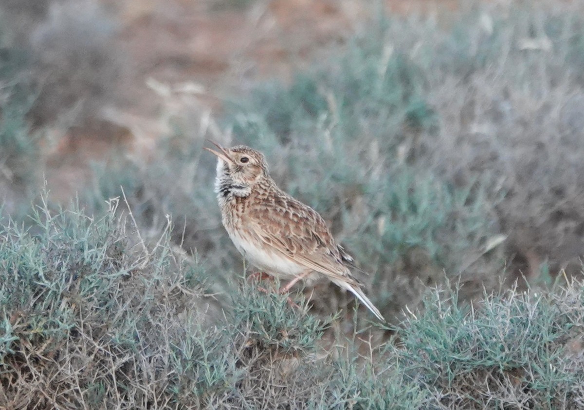 Dupont's Lark - ML636486278