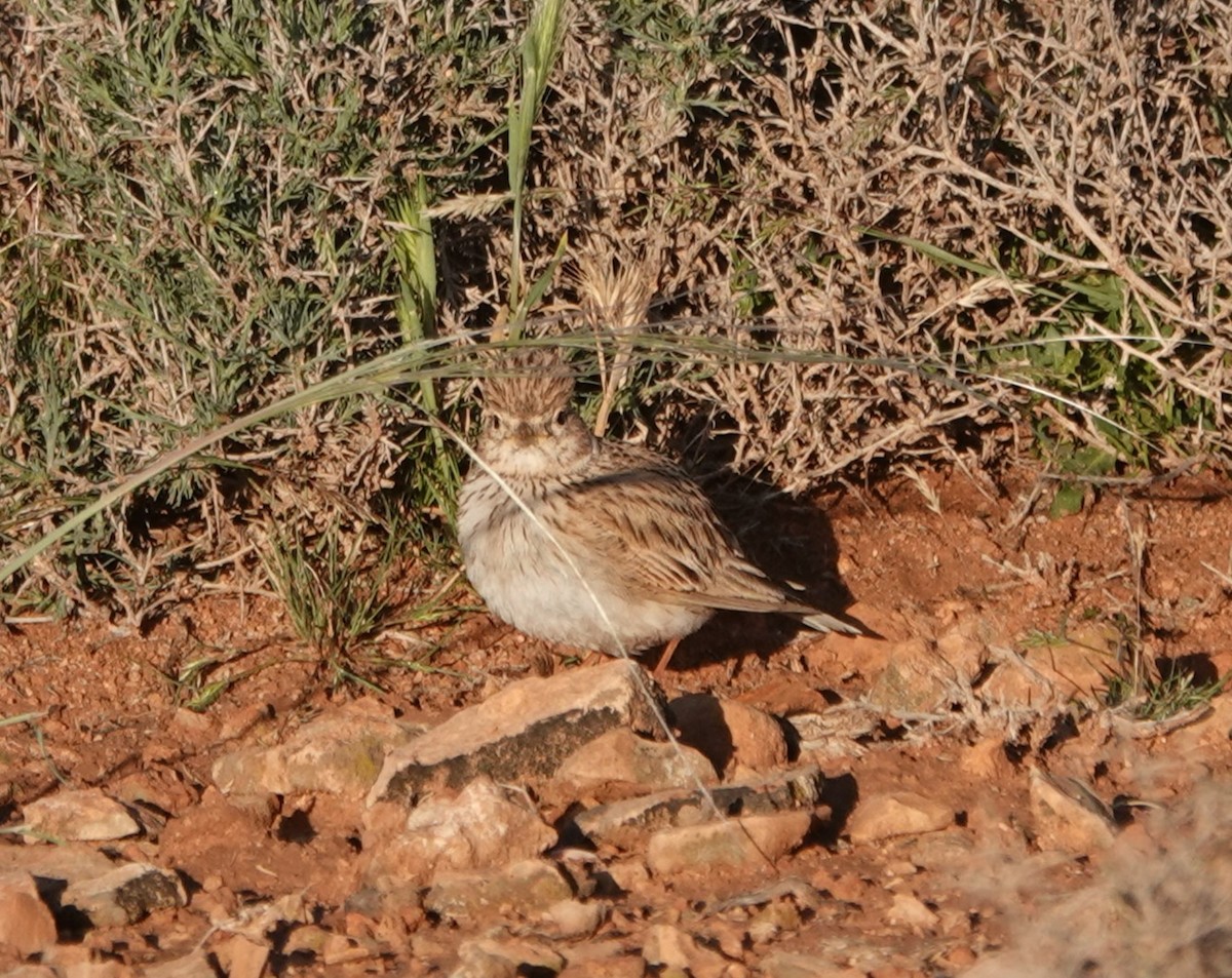 Mediterranean Short-toed Lark - ML636486290