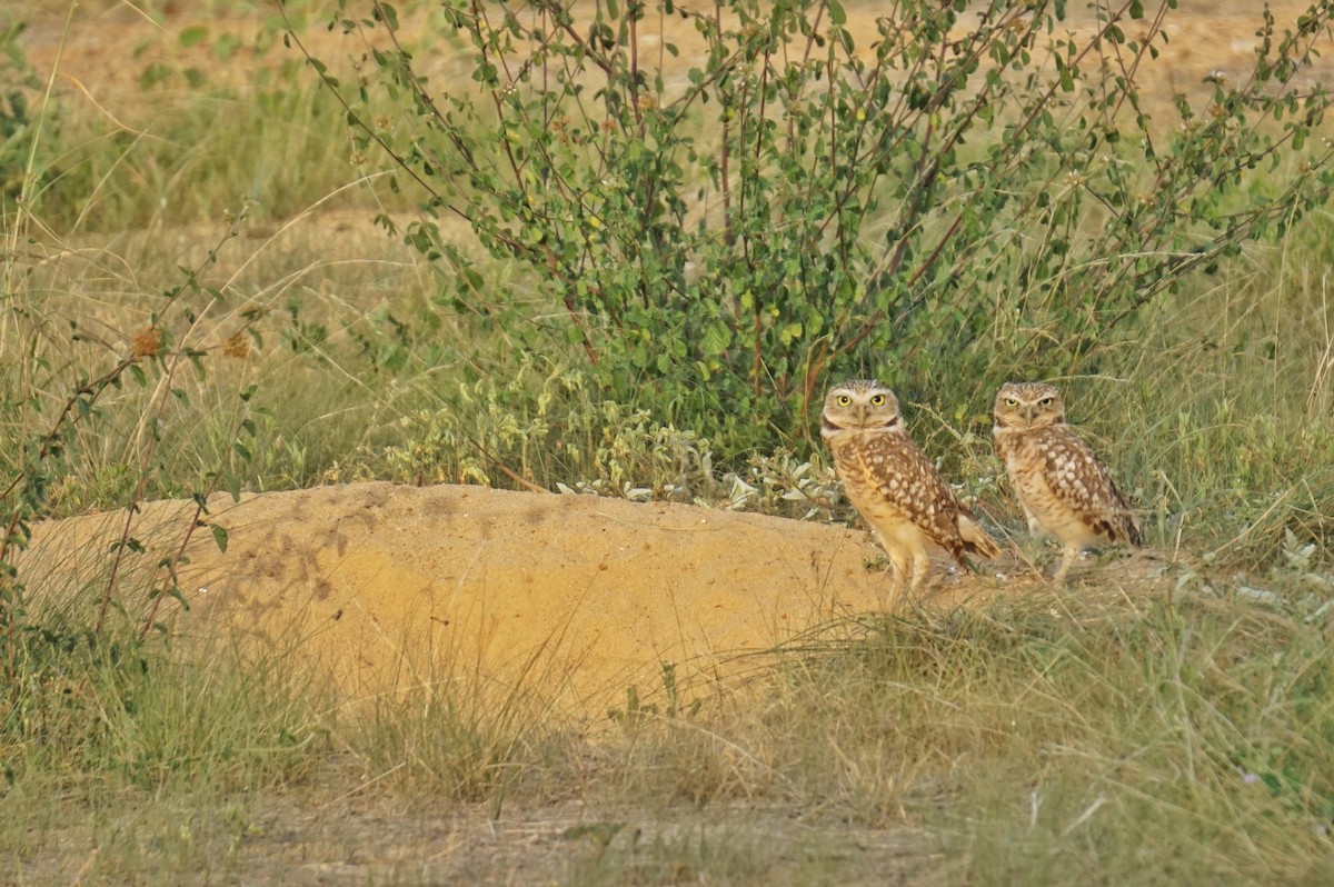 Burrowing Owl - ML636486292
