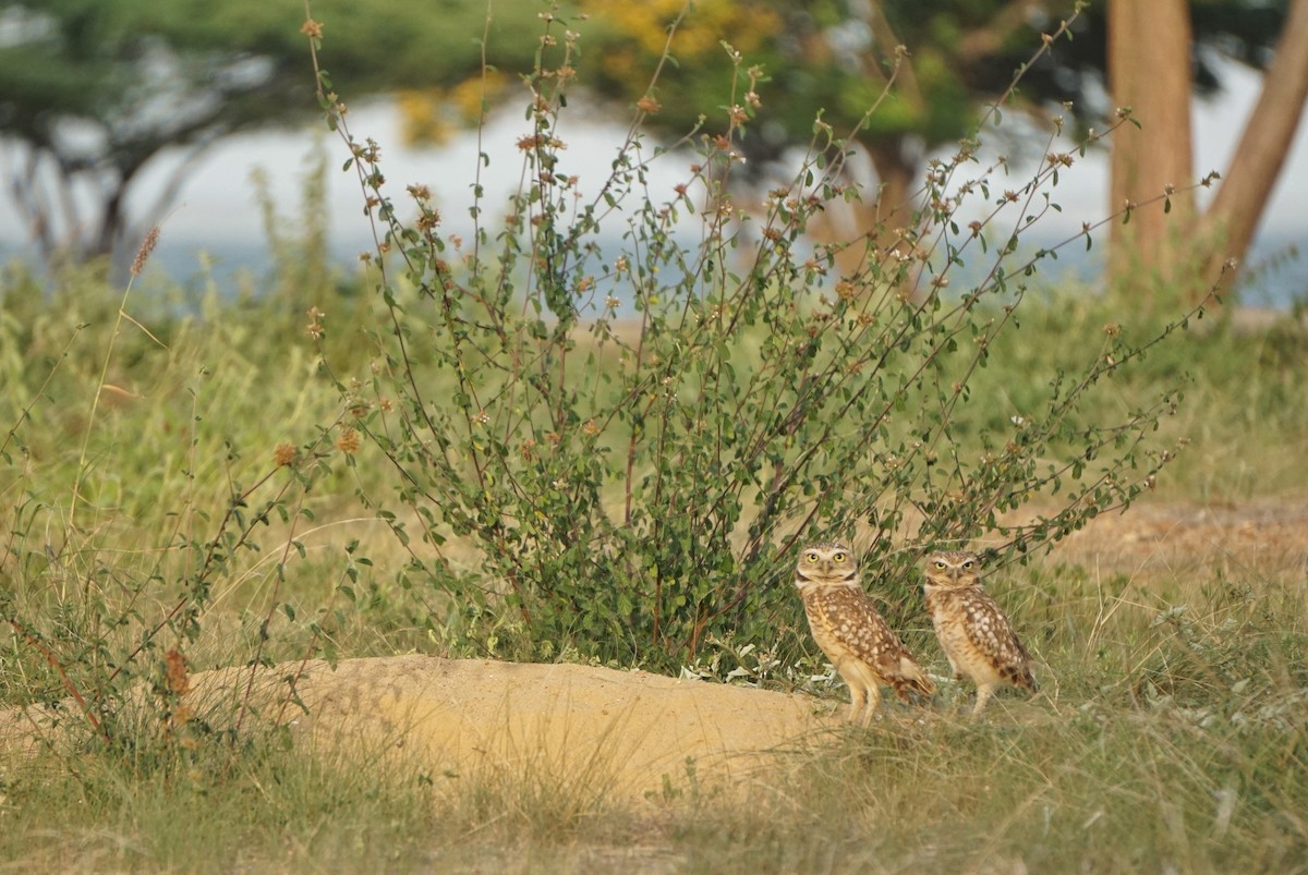 Burrowing Owl - ML636486296
