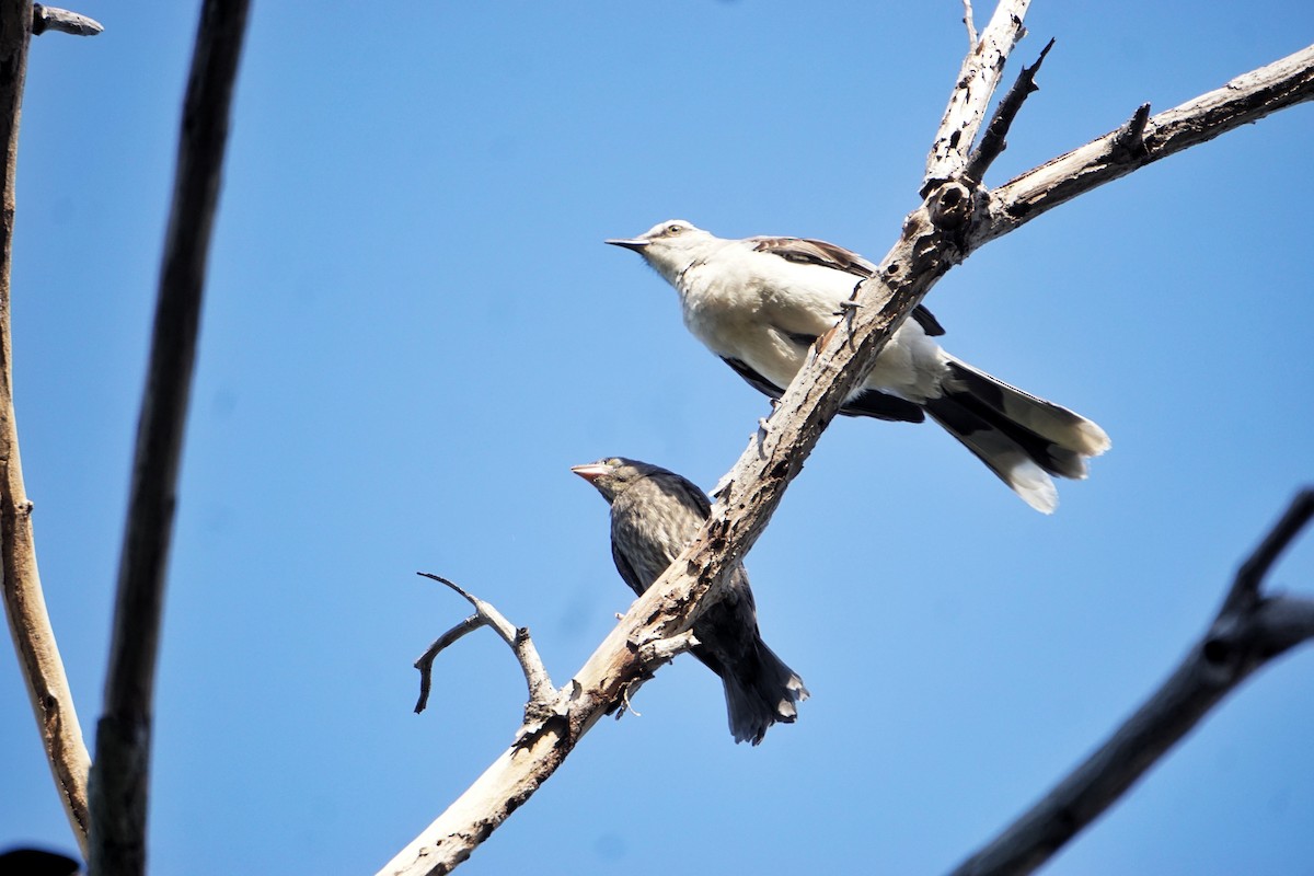 Shiny Cowbird - ML636486311