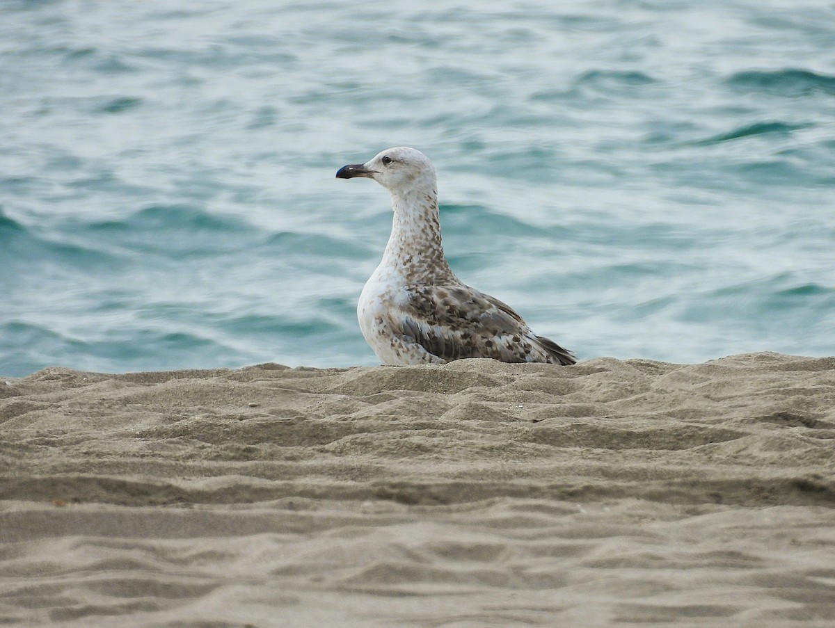 Lesser Black-backed Gull - ML636486389