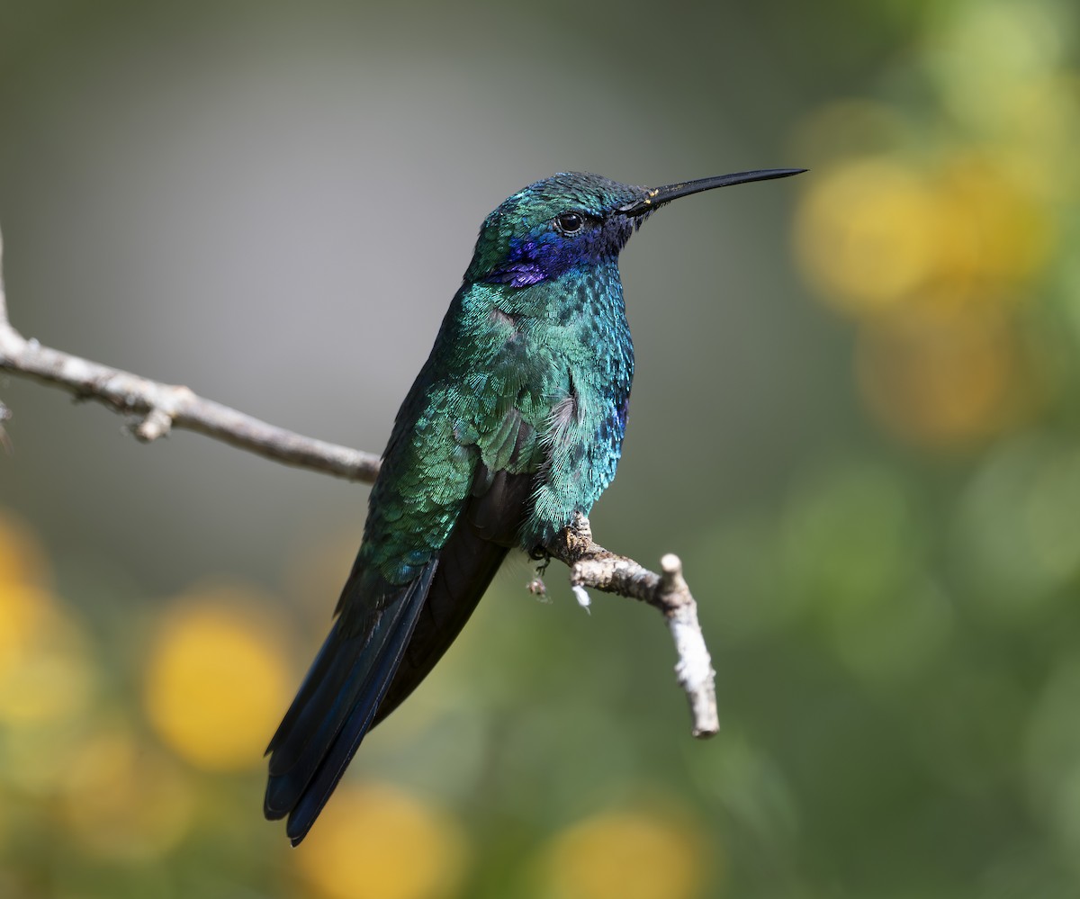 Sparkling Violetear - ML636486400