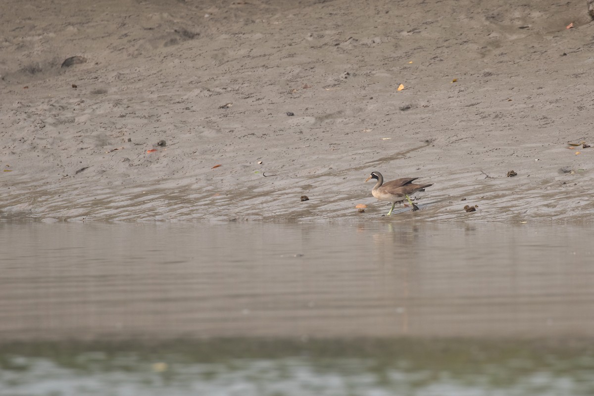 Masked Finfoot - ML636486491