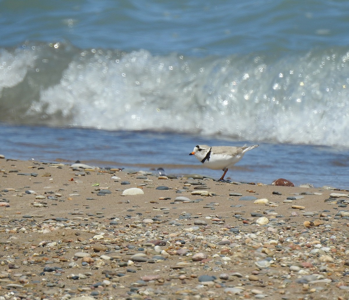 Piping Plover - ML636486528