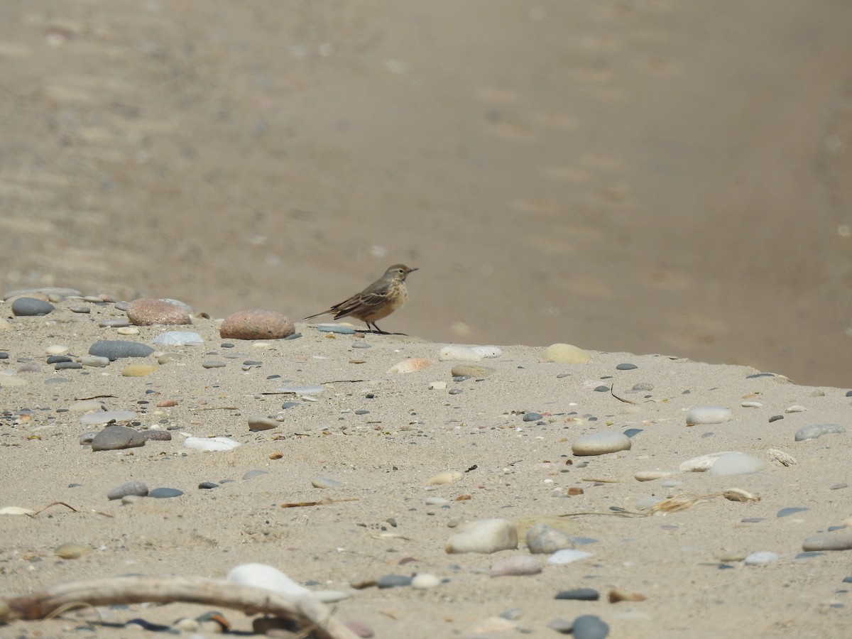 American Pipit - ML636486547
