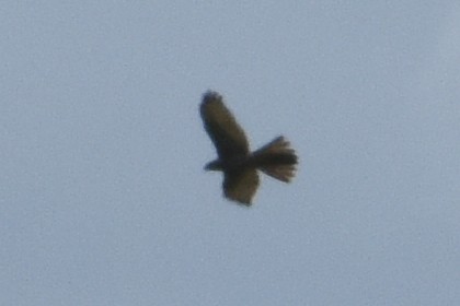 Aerospiza/Tachyspiza/Accipiter/Astur sp. - ML636486594