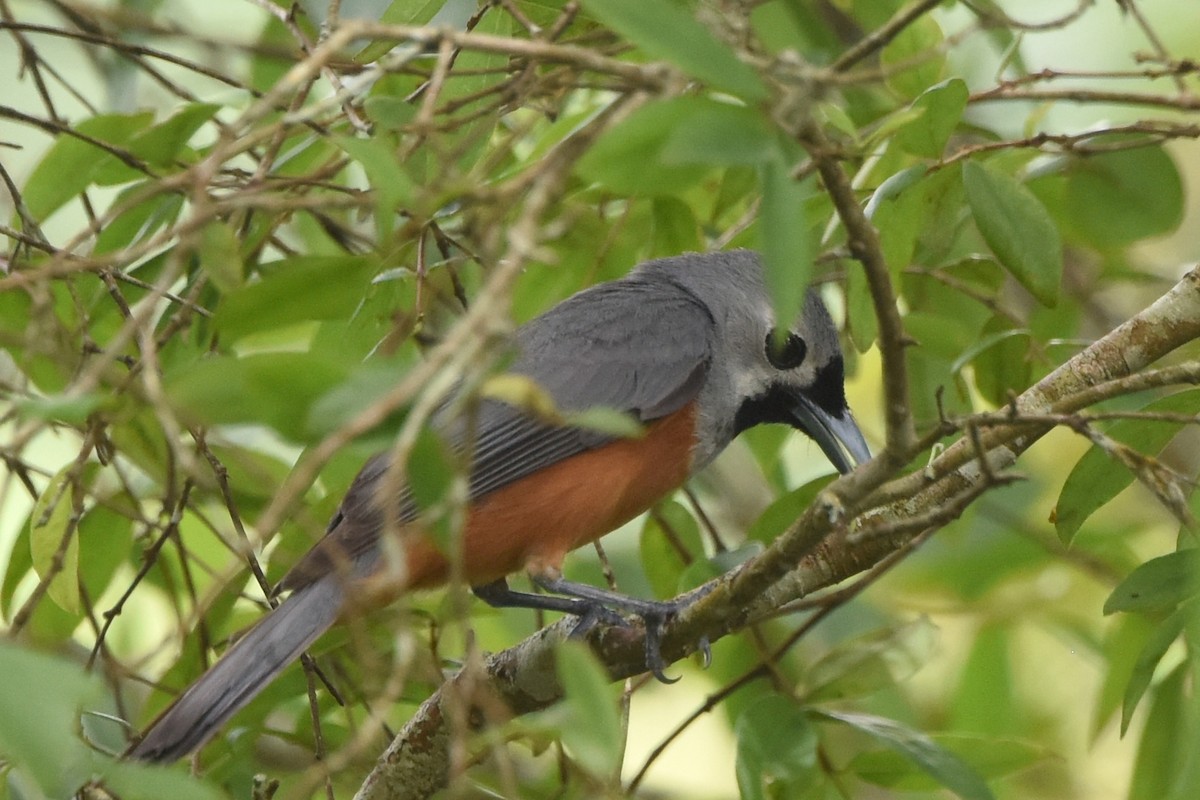 Black-faced Monarch - ML636486633