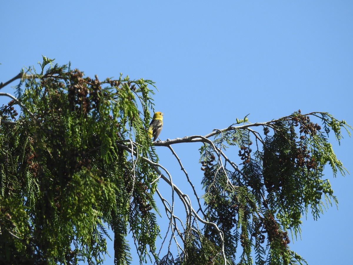 Western Tanager - ML636486919