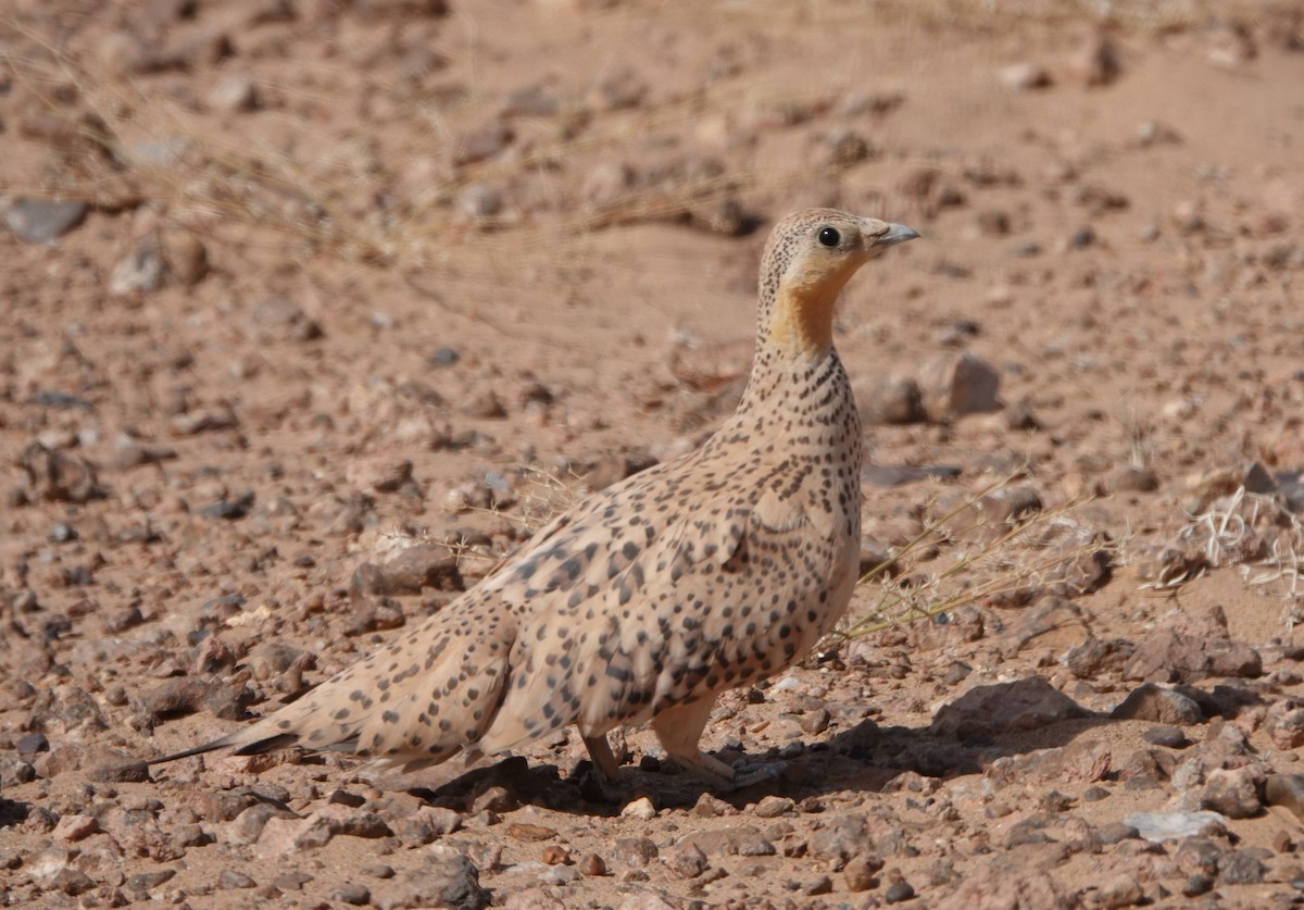 Spotted Sandgrouse - ML636486939