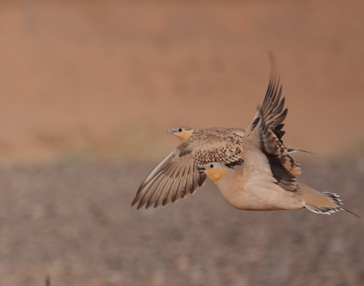 Spotted Sandgrouse - ML636487002