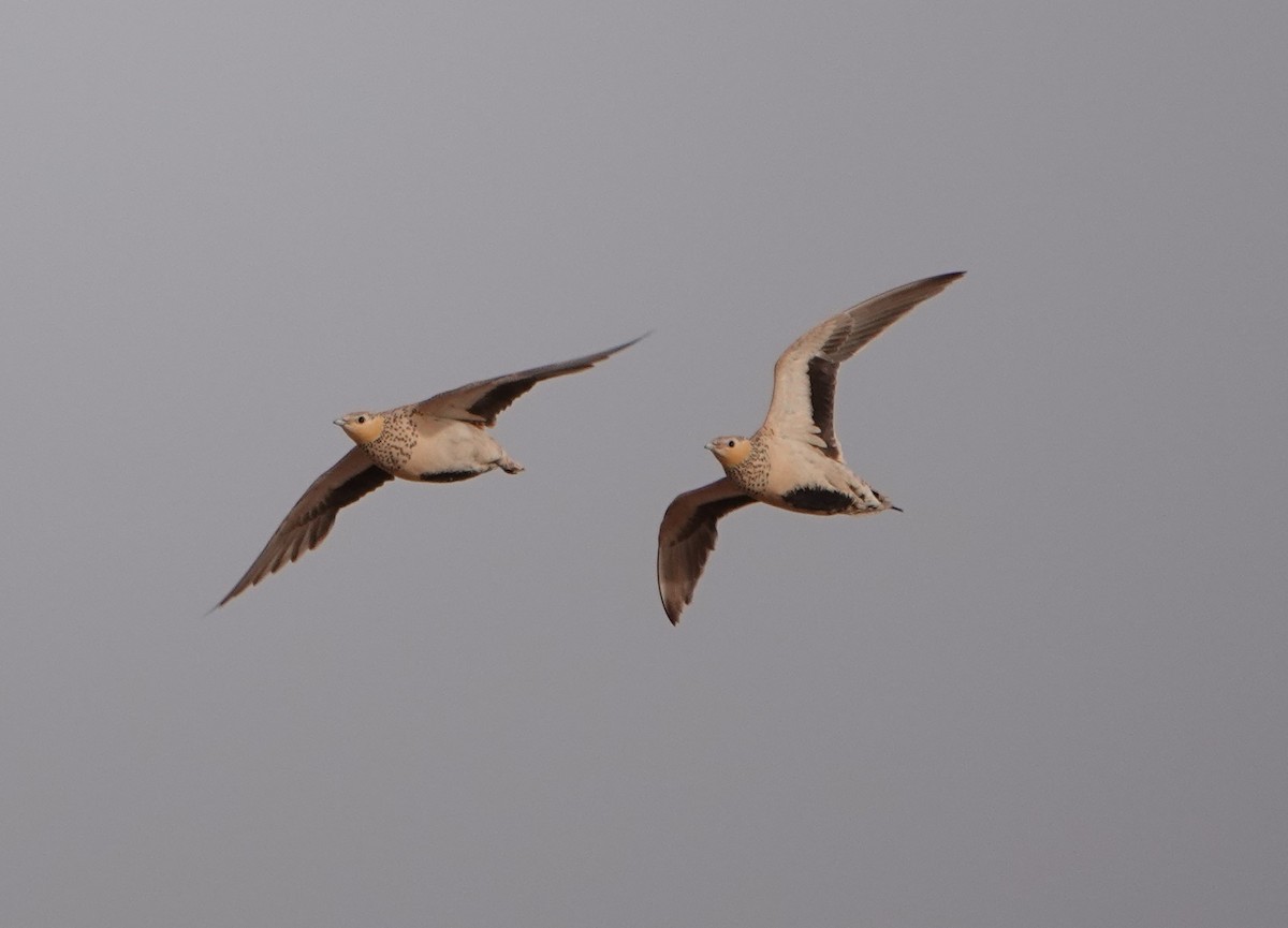 Spotted Sandgrouse - ML636487003
