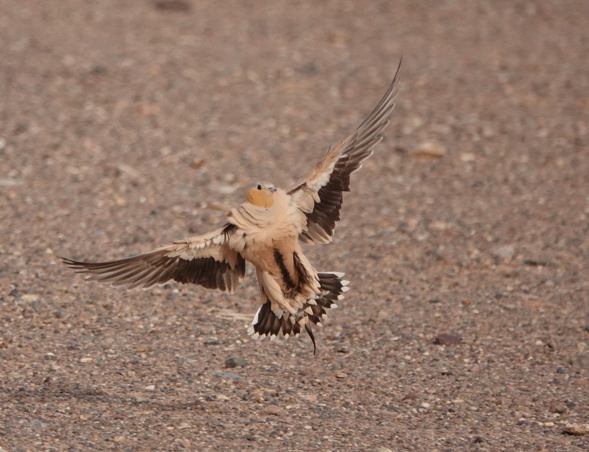 Spotted Sandgrouse - ML636487004