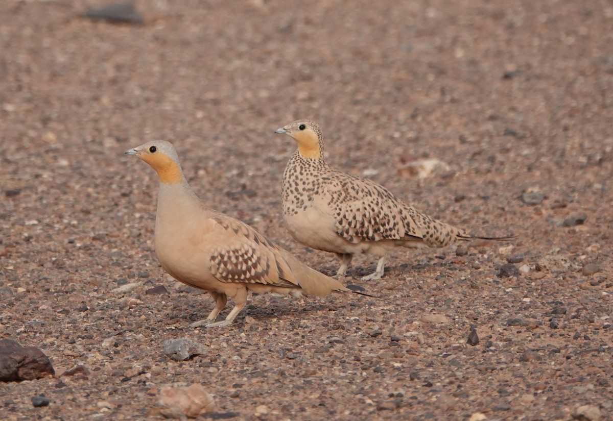 Spotted Sandgrouse - ML636487005