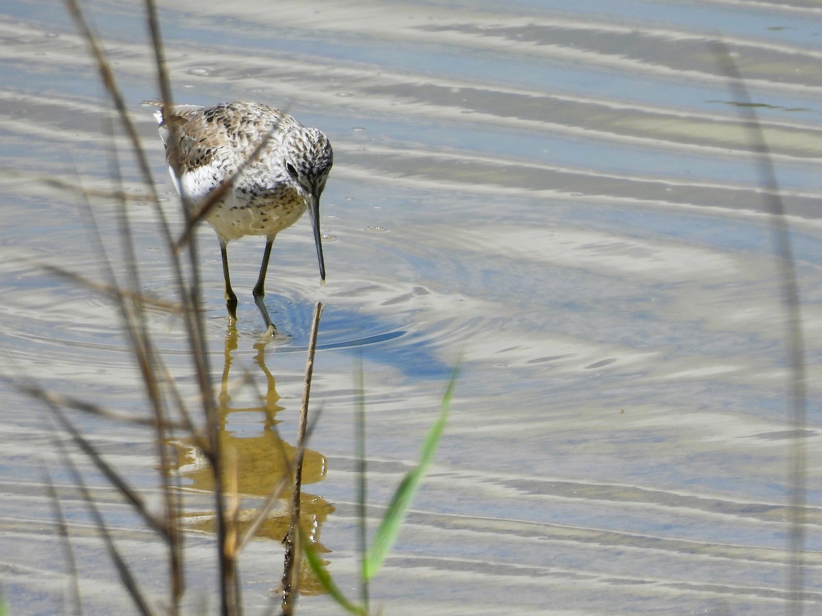 Common Greenshank - ML636487076