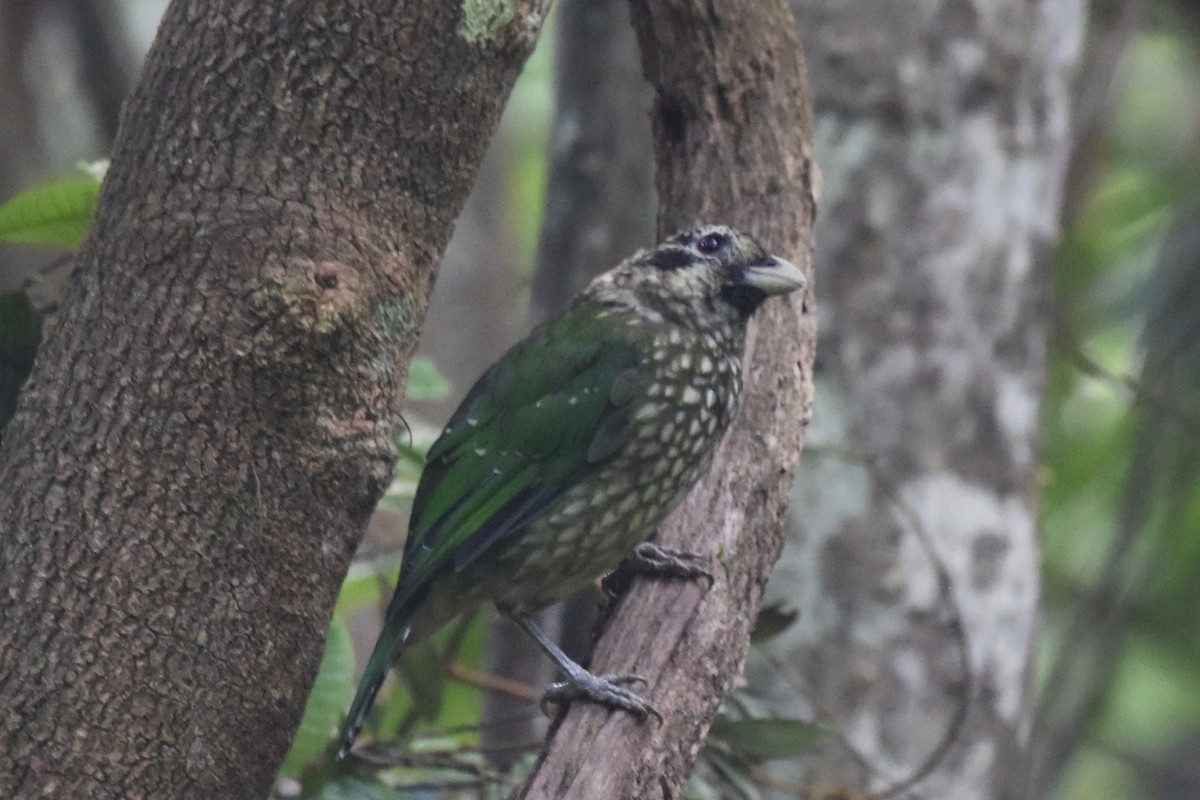 Spotted Catbird - ML636487152