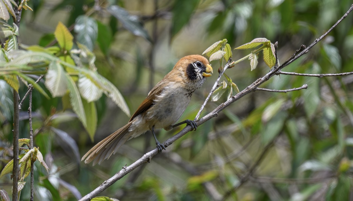 Paradoxornis fléché - ML636487162