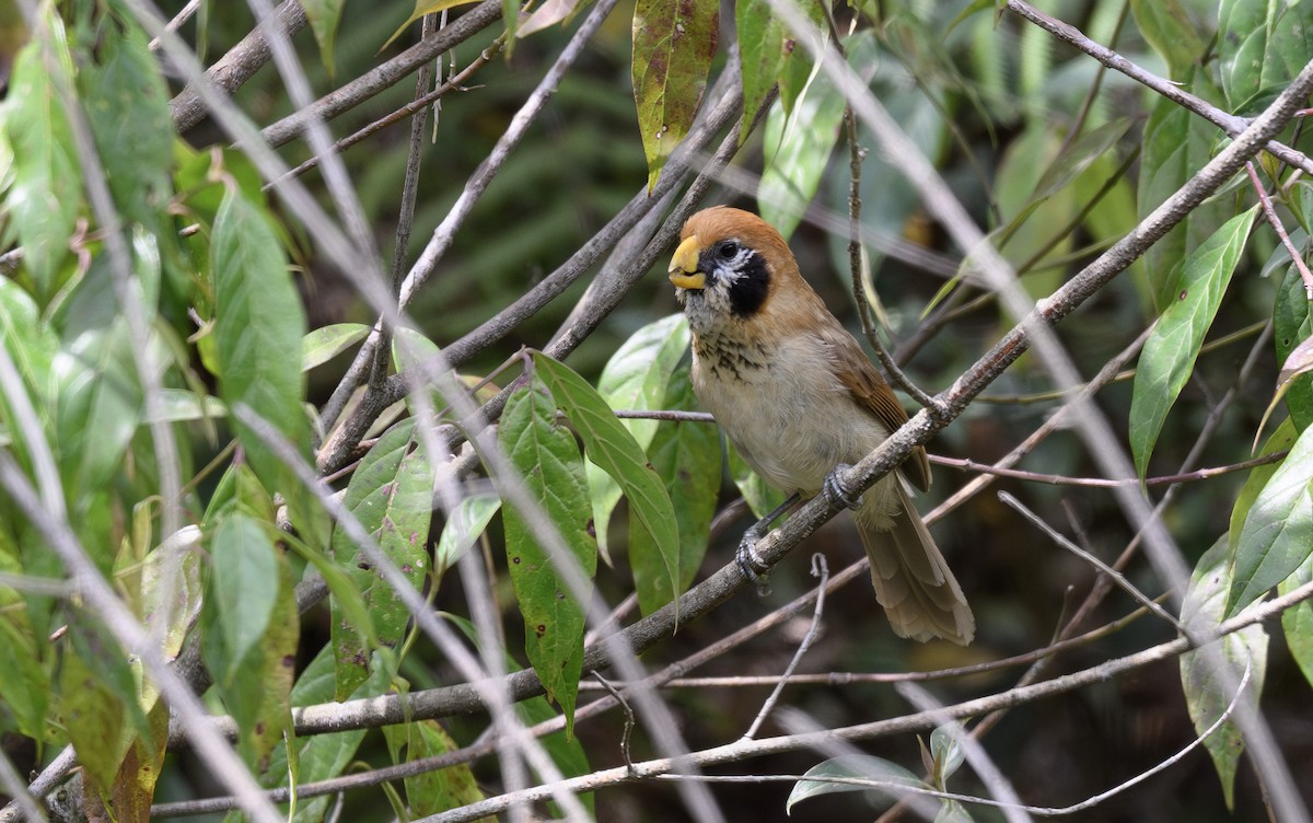 Spot-breasted Parrotbill - ML636487173