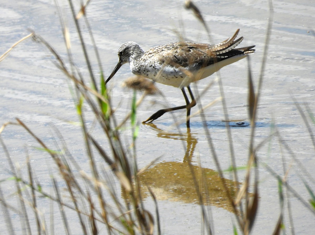 Common Greenshank - ML636487176