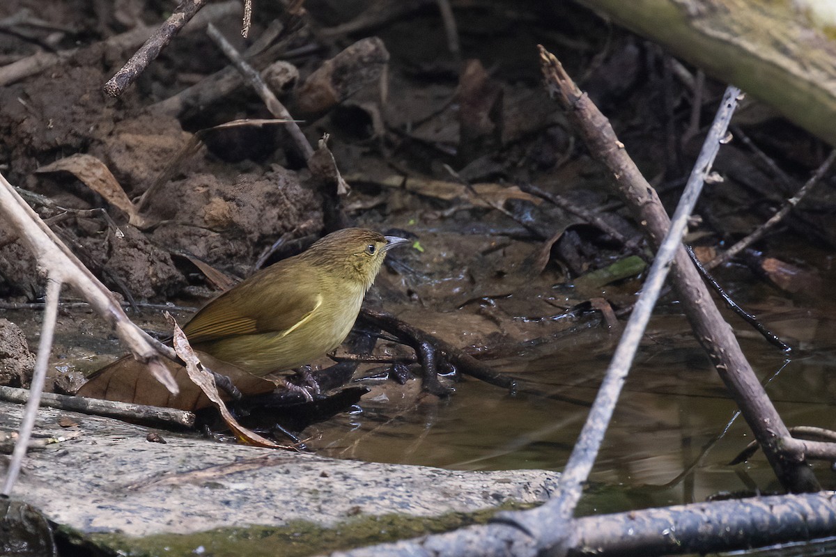 Cachar Bulbul - ML636487186
