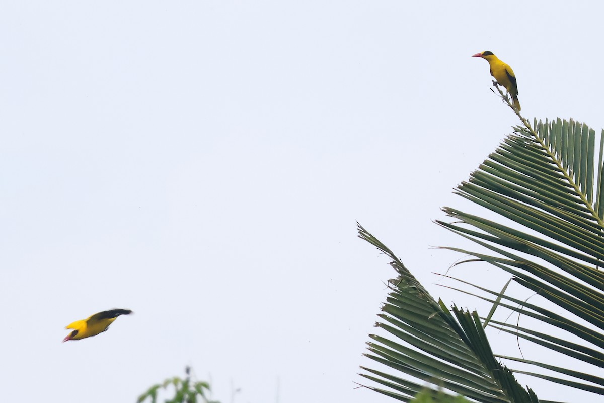 Black-naped Oriole - ML636487290