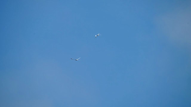 White-tailed Tropicbird - ML636487335